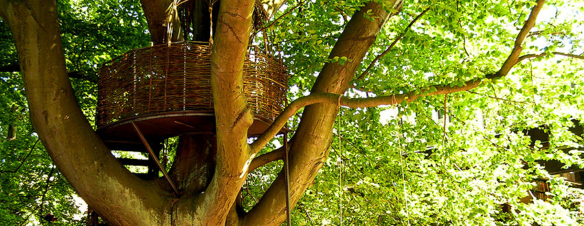 TreeHouse